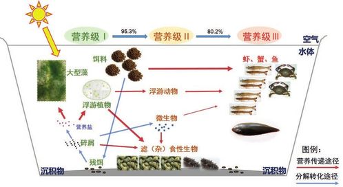 水产绿色健康养殖多营养层次综合养殖技术模式