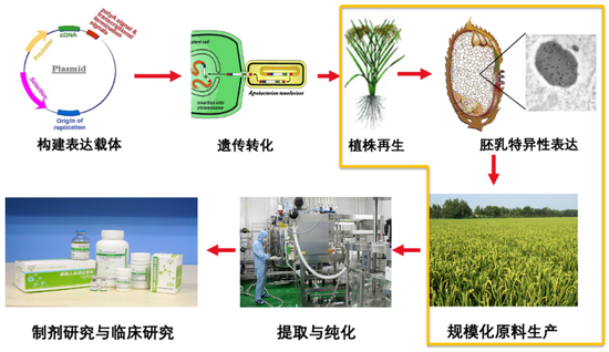 水稻上“种”出人血清白蛋白,禾元生物申报IPO